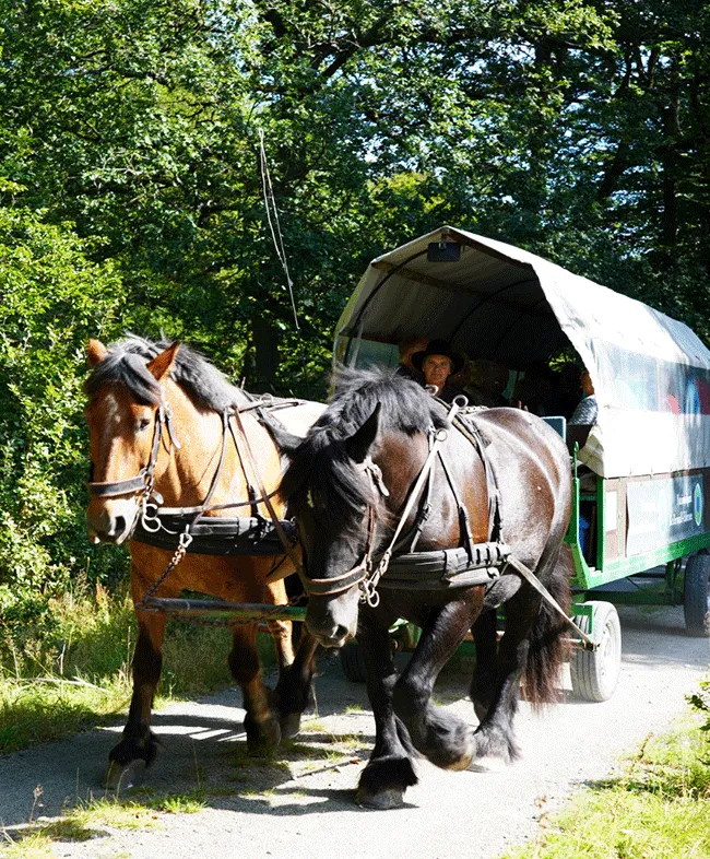 Kutschfahrt durch den Wald