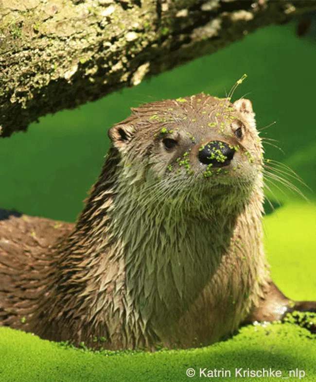 Wilde Tiere entdecken