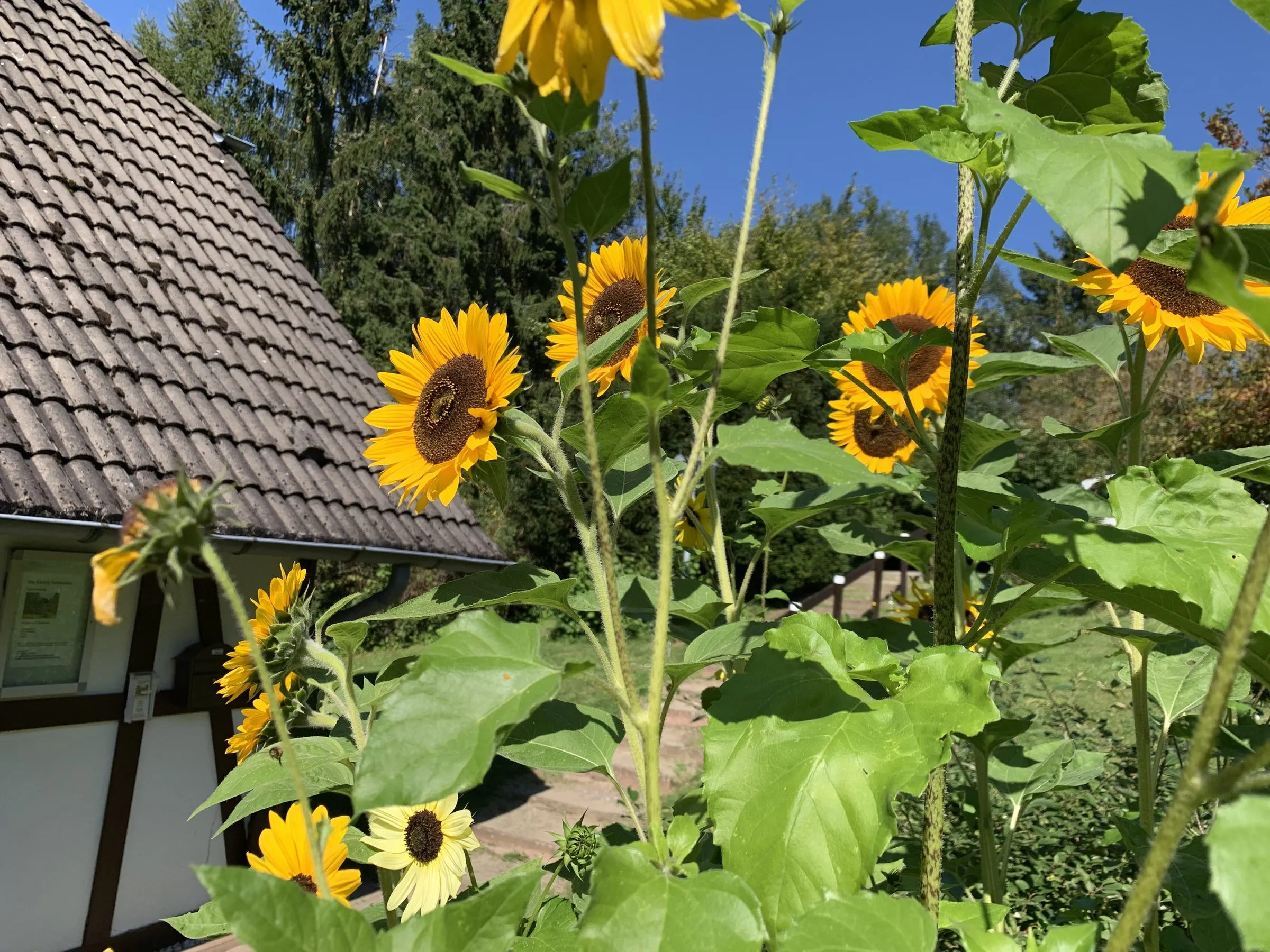 Sonnenblumen vor dem Ferienhaus